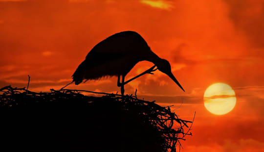 Introduction to Ancient Mesoamerican Animal Symbolism stork on their nest perched up high above the setting sun